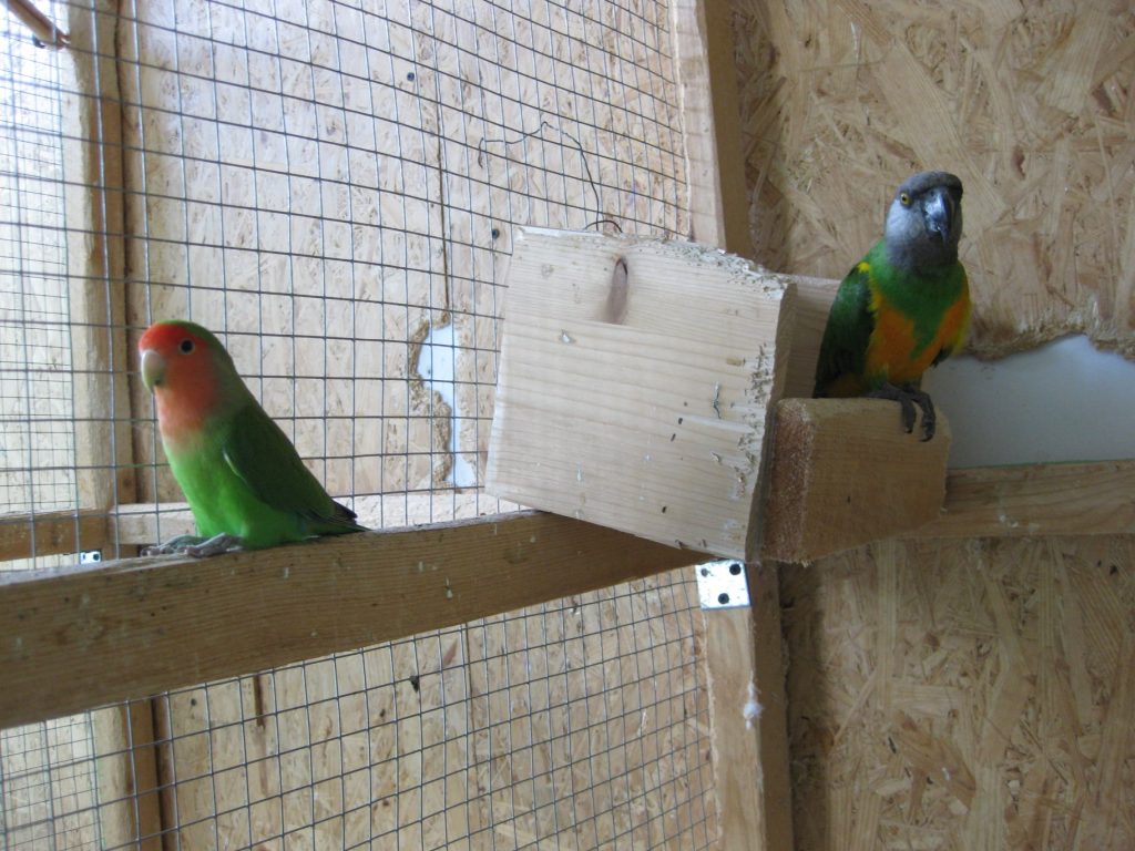 Jaunųjų gamtininkų būrelis – Kuršėnai