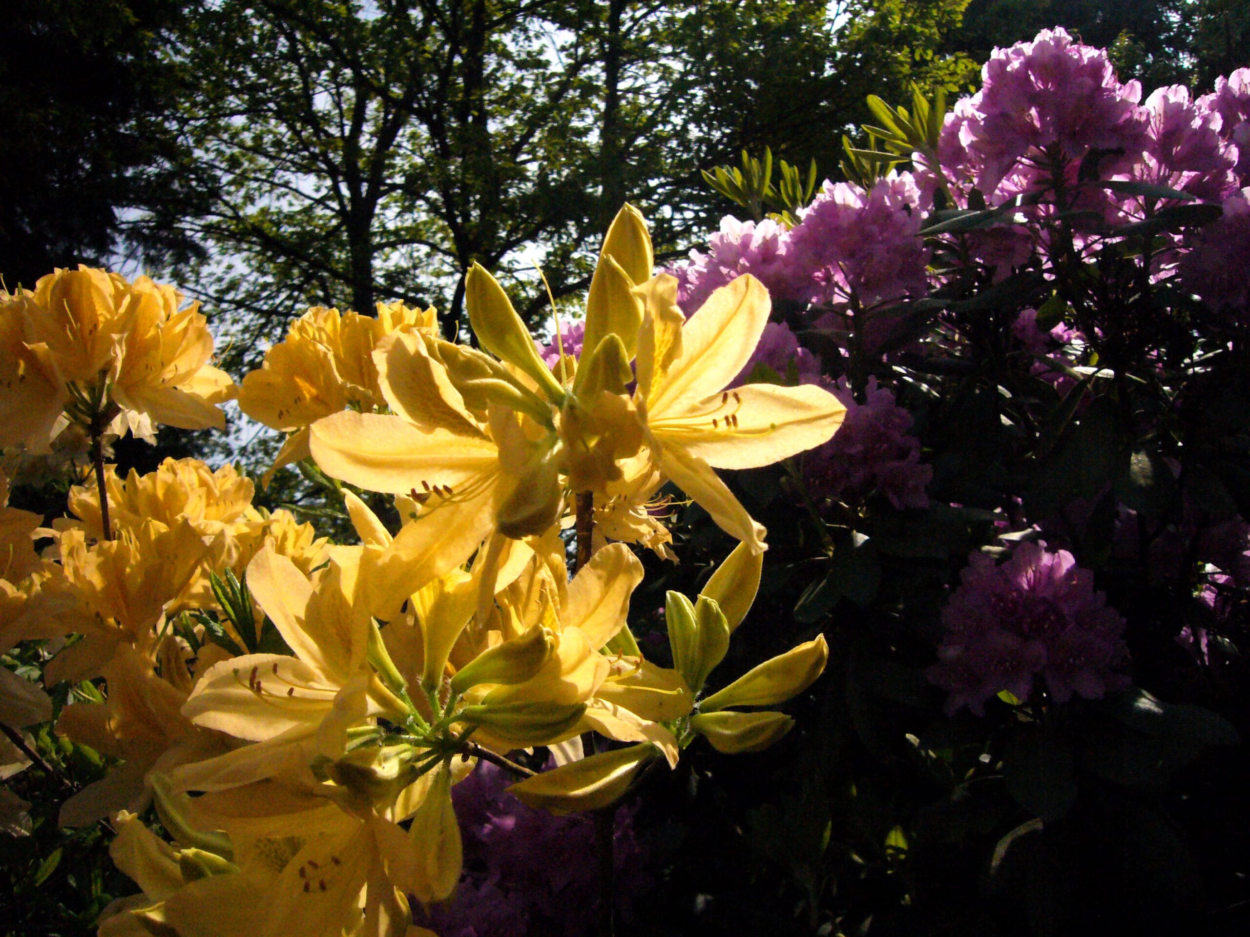 Dubrava Arboretum – Girionys