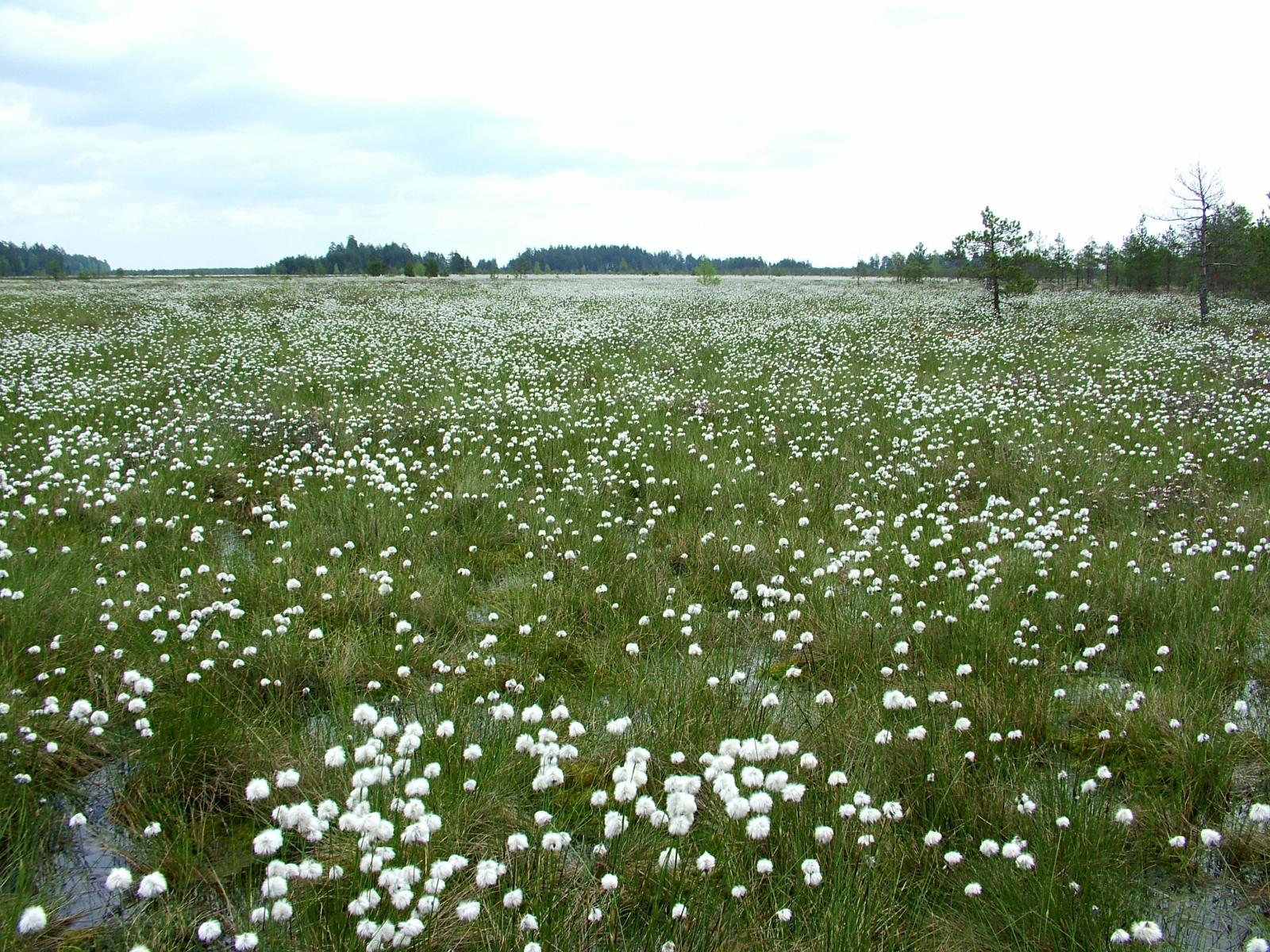 Čepkeliai Reserve Educational Trail – Marcinkonys
