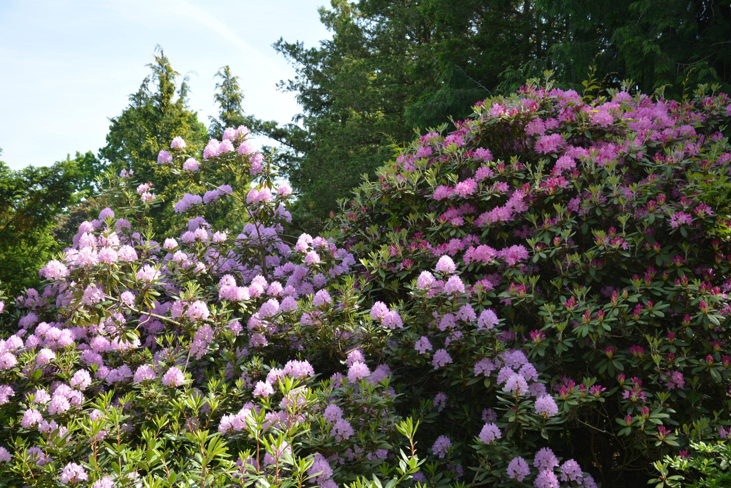 Dubrava Arboretum – Girionys
